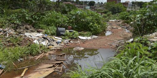 Imagem referente a Universidade de Brasília faz pesquisas para controlar Aedes aegypti