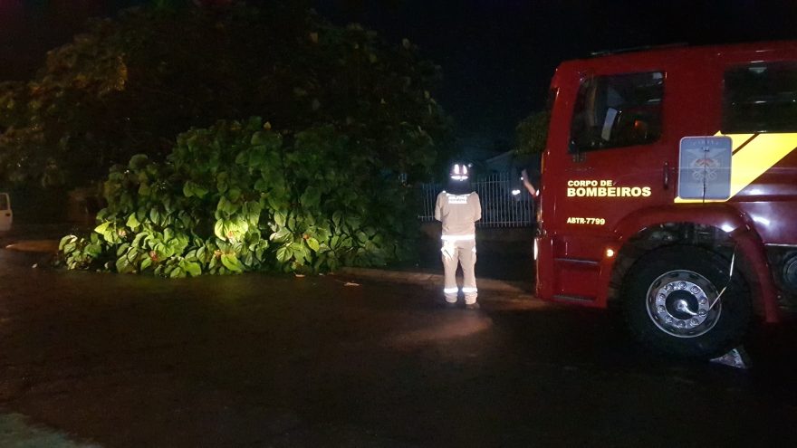Bombeiros são chamados para corte de árvore que caiu no Bairro Brasília