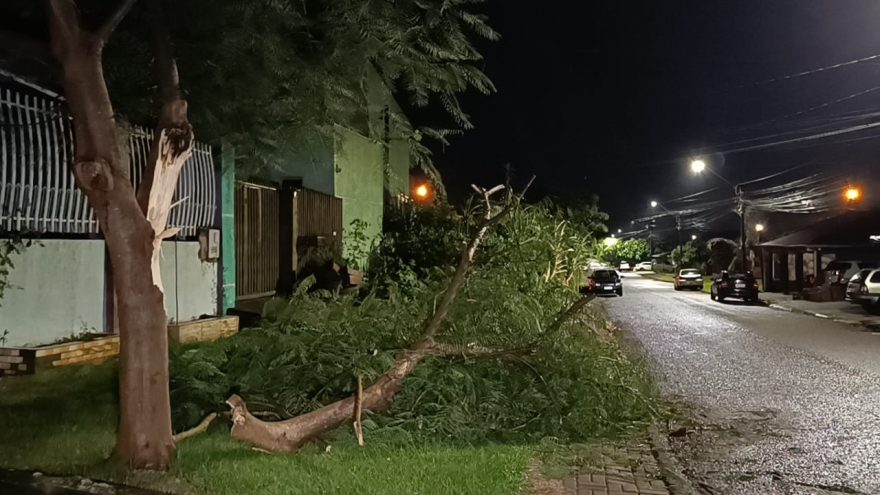 Queda de árvore também é registrada no Bairro Santa Cruz