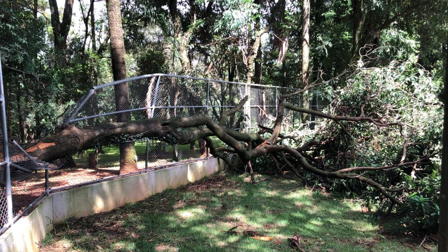 Árvore cai e deixa danos no Ceavel, localizado no Parque São Paulo