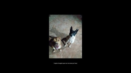 Cachorros Escot e boldd desapareceram no bairro Maria Luiza Imagem referente a Cachorros Escot e boldd desapareceram no bairro Maria Luiza