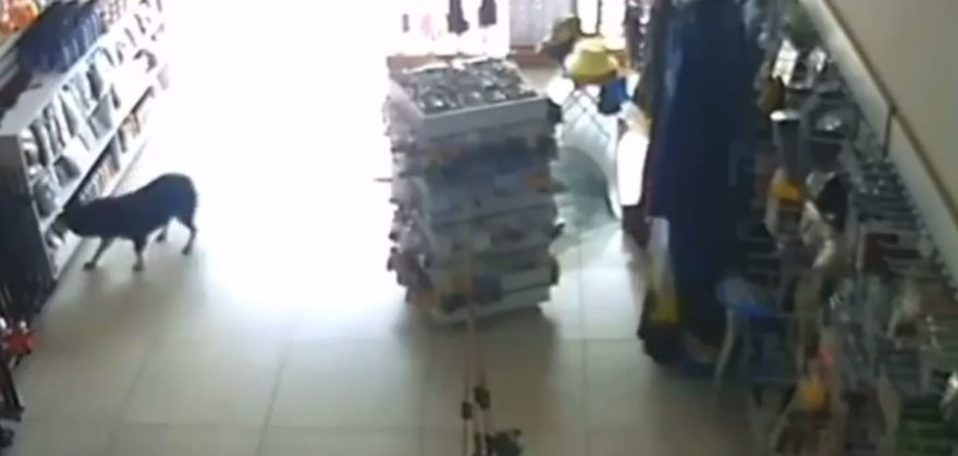Doguinho “ladrão” conquista corações após “roubo” inusitado