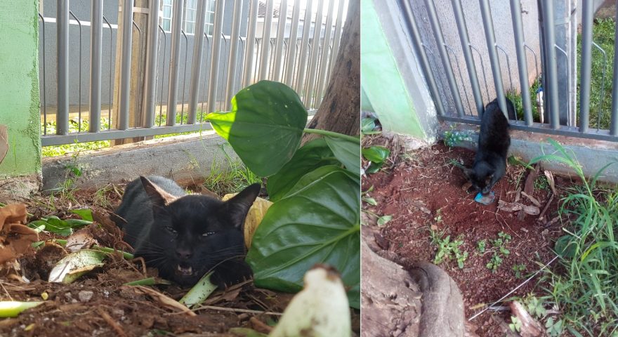 Após ficar preso no portão, gato é resgatado pelo Corpo de Bombeiros, mas ainda precisa de ajuda