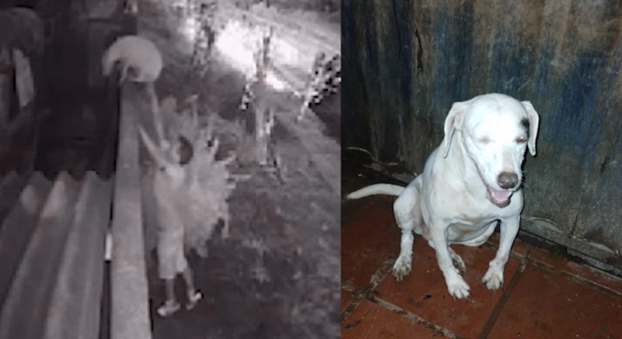 Crueldade: Homem arremessa cadelinha para abandono no jardim Gramado