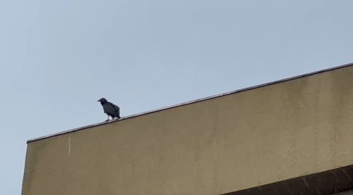 Imagem referente a Urubu cai sobre vão de edifício e é resgatado pelos Bombeiros no Bairro Parque São Paulo