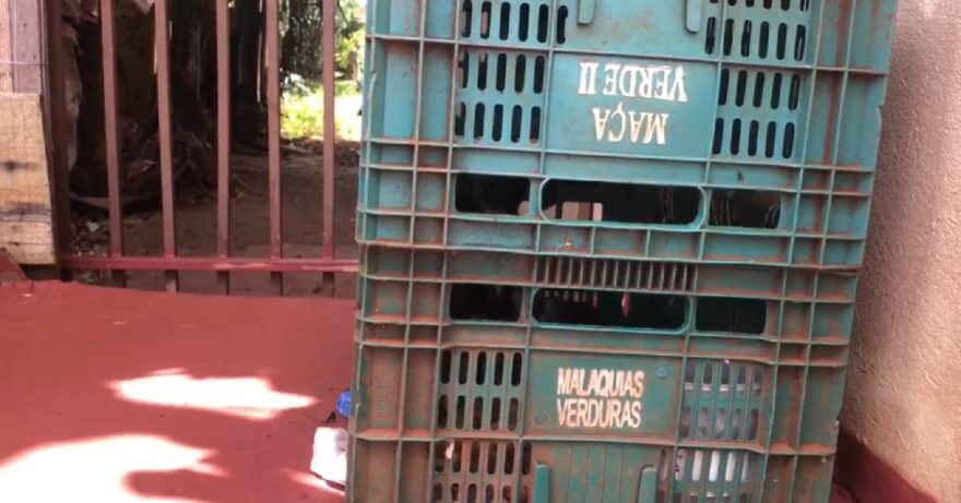 Crueldade: comerciante se depara com cachorros presos dentro de caixa e pede ajuda