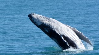 Bolsonaro depõe sobre caso de suposta importunação de animal marinho