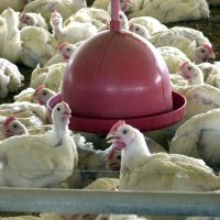 Imagem referente a China extingue sobretaxa para carne de frango brasileira