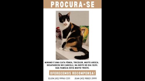 Gata Mini Mei (oferecemos recompensa) desapareceu no bairro Cancelli Imagem referente a Gata Mini Mei (oferecemos recompensa) desapareceu no bairro Cancelli