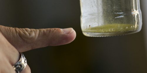 Imagem referente a Chega a 27 o número de mortes por dengue no estado de SP