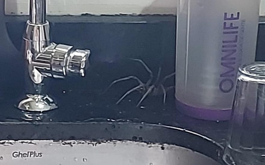 Moradores em desespero: terreno abandonado vira criadouro de aranhas armadeiras e mosquitos