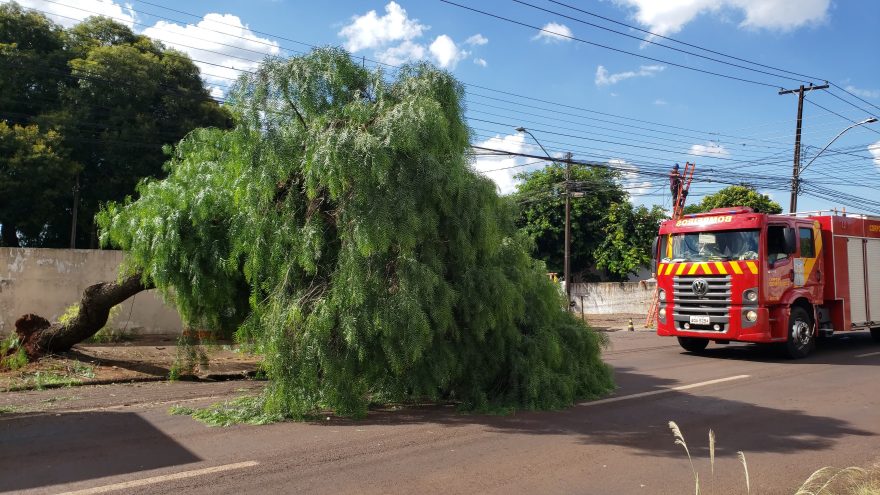 Via fica parcialmente interditada após queda de árvore na rua Antonina