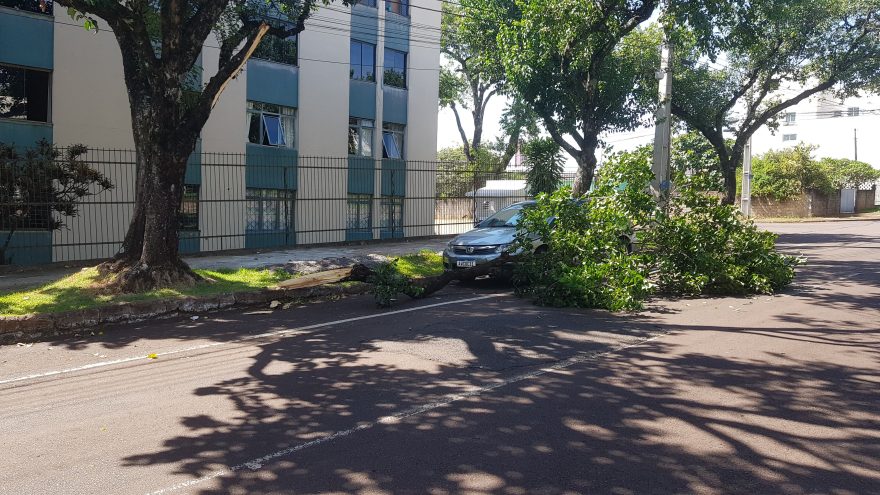 Galho de árvore lasca e atinge carro estacionado no Bairro Claudete