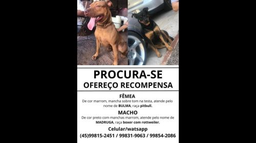Cachorra Fêmea Bulma e macho Madruga desapareceram no bairro Guarujá Imagem referente a Cachorra Fêmea Bulma e macho Madruga desapareceram no bairro Guarujá