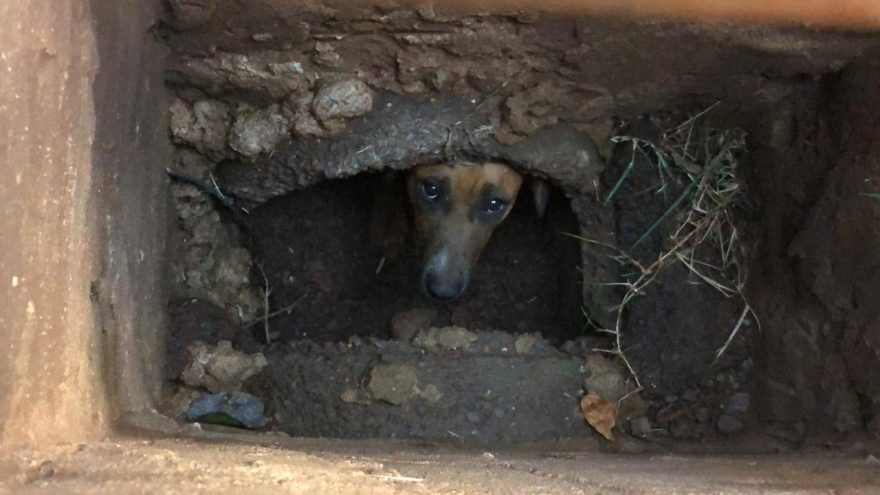 Final feliz! Cachorro é resgatado após cair em bueiro e é adotado