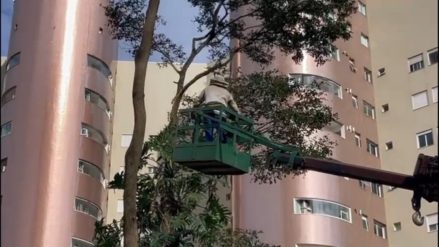 Defesa Civil em ação: Resgate de enxame de abelhas em árvore a cinco metros de altura