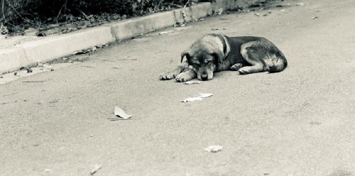 Homem é multado em R$ 4,7 mil por abandono de cães em Nova Mutum/MT Imagem referente a Homem é multado em R$ 4,7 mil por abandono de cães em Nova Mutum/MT