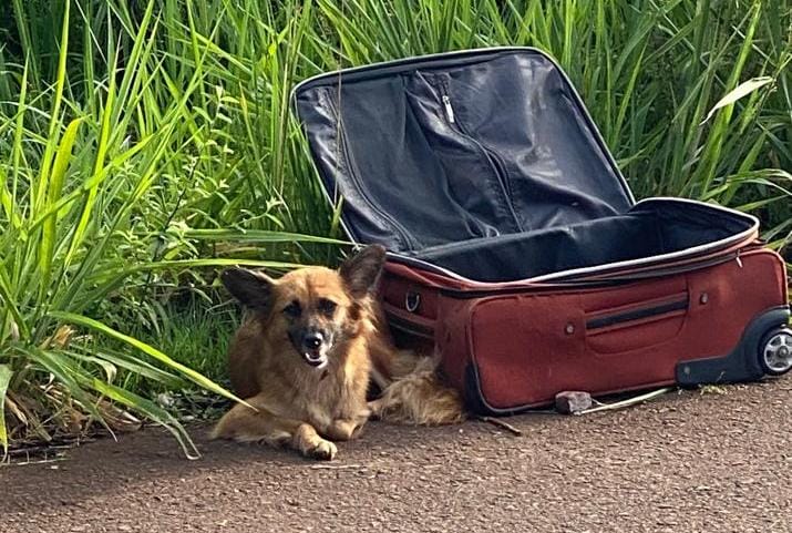Revoltante! Cachorra é abandonada dentro de mala no Universitário