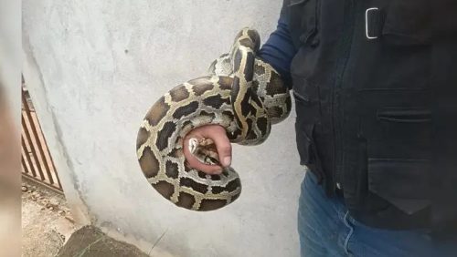 Imagem referente a Cobra píton-indiana é capturada no Paraná: