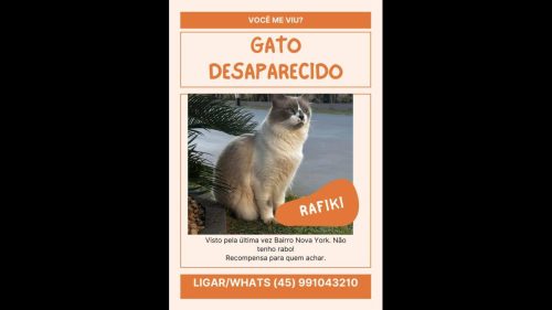 Gato Rafiki desapareceu no bairro Nova York Imagem referente a Gato Rafiki desapareceu no bairro Nova York