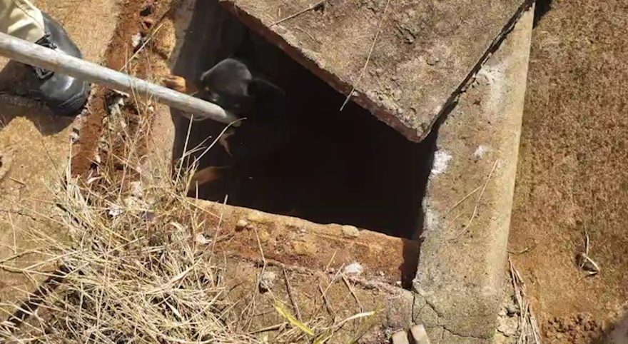 Cachorro é resgatado de bueiro após três dias no bairro Cataratas