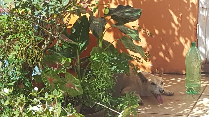 Bombeiros resgatam cachorro que ficou preso em portão