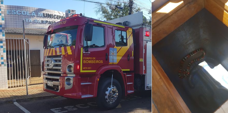 Susto na sala de aula: Cobra-coral é encontrada na Escola Municipal Ita Sampaio