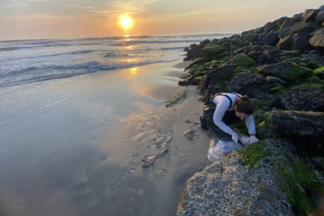 Fauna incrustante: estruturas marítimas modificam o ecossistema de Matinhos