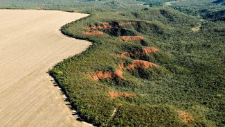 Cerrado tem alta de 19% nos alertas de desmatamento em fevereiro