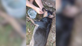 Revoltante: Imagens mostram cachorra 'agonizando' em caso de maus-tratos em Cascavel