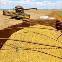Boletim analisa safra de 18,8 milhões de toneladas de soja no Paraná e preços das carnes