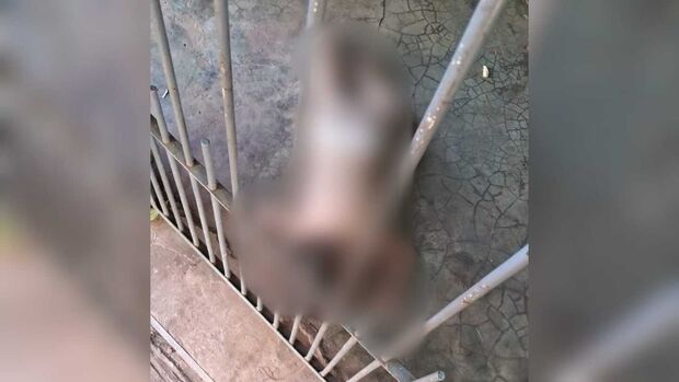 Vídeo mostra bebê suja de fezes e abandonada na varanda de residência 