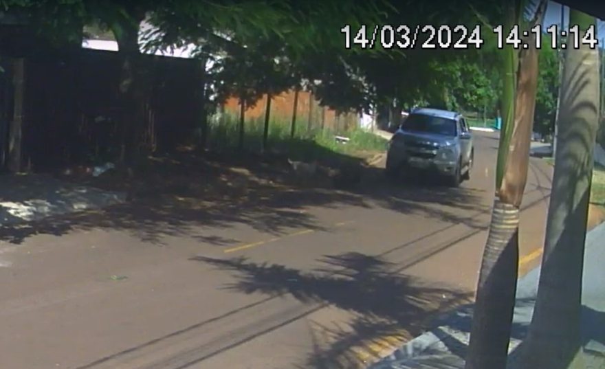 Câmera registra momento em que cachorrinho é atropelado no Pioneiros Catarinenses