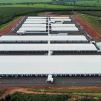 Maior núcleo genético de suínos da América, granja de Paranavaí inicia comercialização em abril