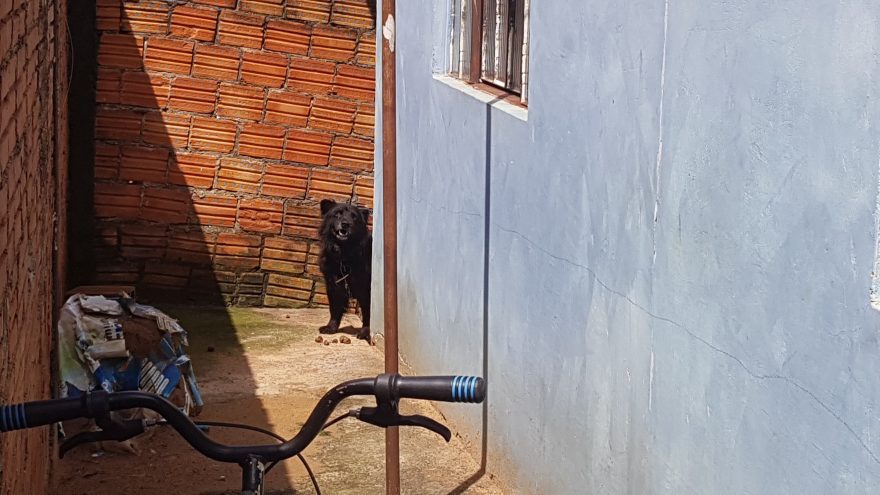 “Cão DJ” é resgatado pelos Bombeiros após ficar preso dentro de caixa de som