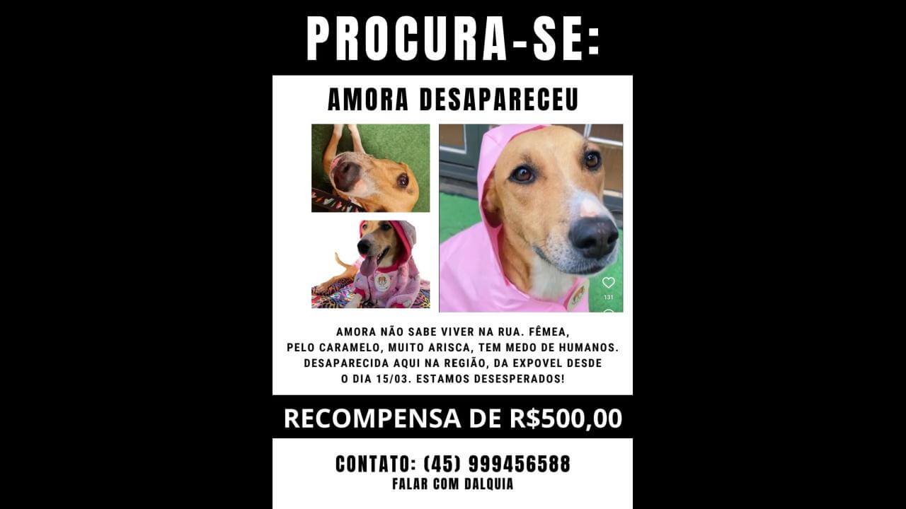 Cachorra Amora desapareceu no bairro Santos Dumont | CGN - O maior ...