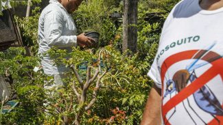 Prefeitura de SP decreta emergência por alto número de casos de dengue