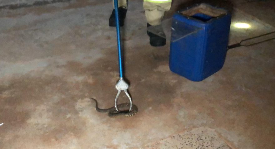 Susto na noite: Cobra Cascavel é capturada no Riviera