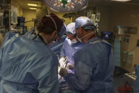 Médico brasileiro lidera primeira cirurgia de transplante de rim de porco para humano Imagem referente a Médico brasileiro lidera primeira cirurgia de transplante de rim de porco para humano