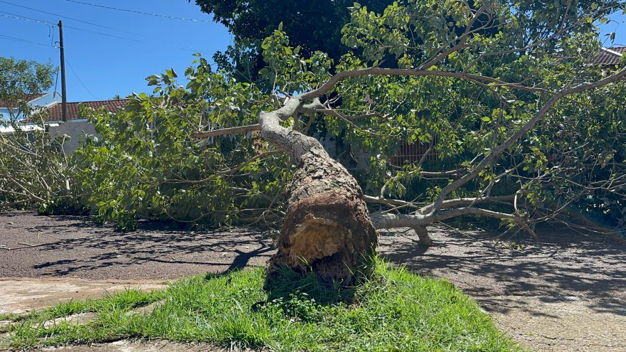 Árvore permanece caída na Rua Arapongas após temporal e moradores ainda estão sem luz