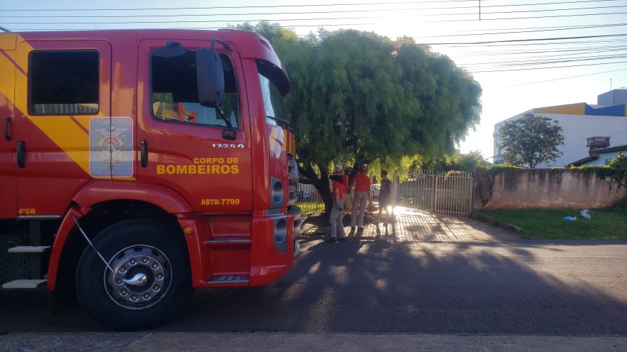 Morador solicita poda e corte de árvore a fim de evitar tragédia no Coqueiral