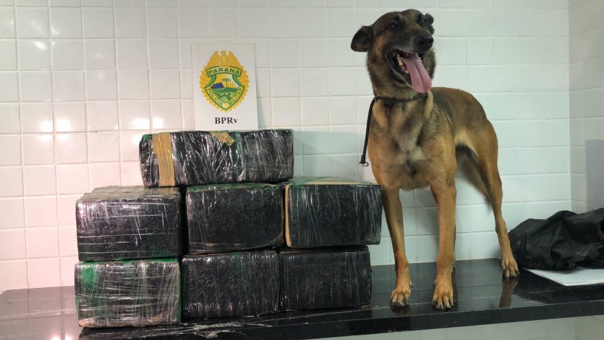 Com ajuda de cão farejador, PRv apreende 103kg de maconha em Lindoeste; dois foram detidos