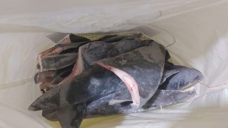 Peixes têm quantidade limitada para captura em 2024