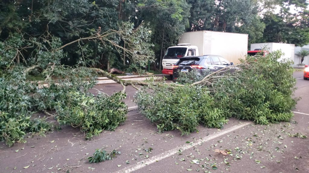 Árvore do bosque cai e interdita rua no Parque Verde