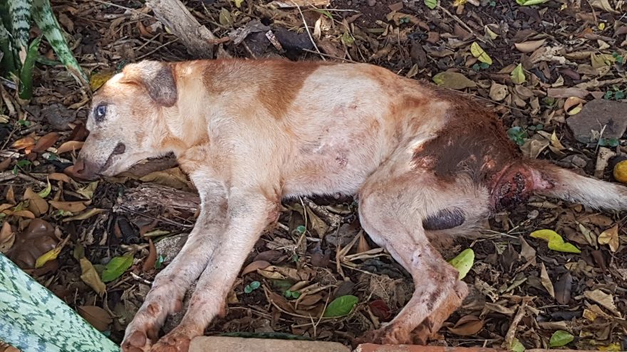 Cachorro resgatado pelos Bombeiros após cair em fossa precisa da ajuda de alguma ONG