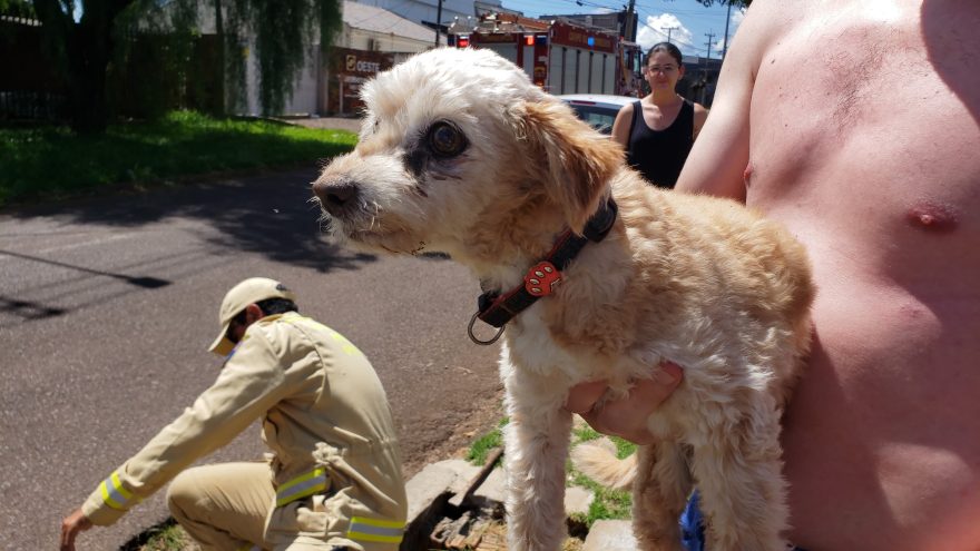 Mais um cachorro é resgatado pelo Corpo de Bombeiros, desta vez no Pioneiros Catarinenses