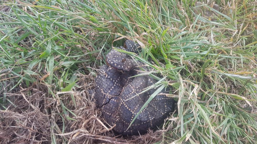 Cobra de madeira assusta moradores que acionam Corpo de Bombeiros