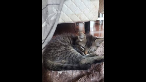Gato Romerinho desapareceu no bairro Pacaembu Imagem referente a Gato Romerinho desapareceu no bairro Pacaembu