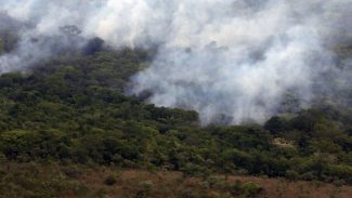 Ibama cria plataforma para acompanhar recuperação ambiental