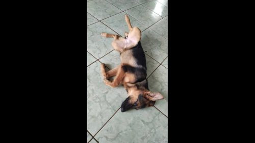 Cachorra Neguinha desapareceu no bairro Alto Alegre Imagem referente a Cachorra Neguinha desapareceu no bairro Alto Alegre